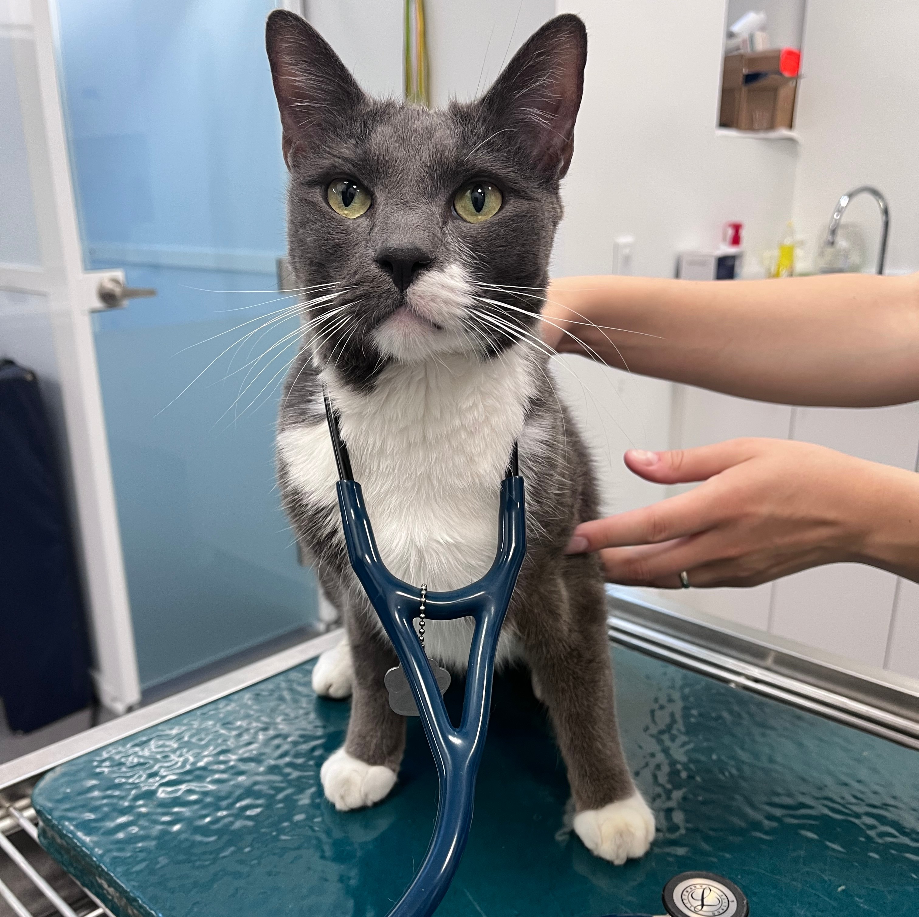 Gato en consulta