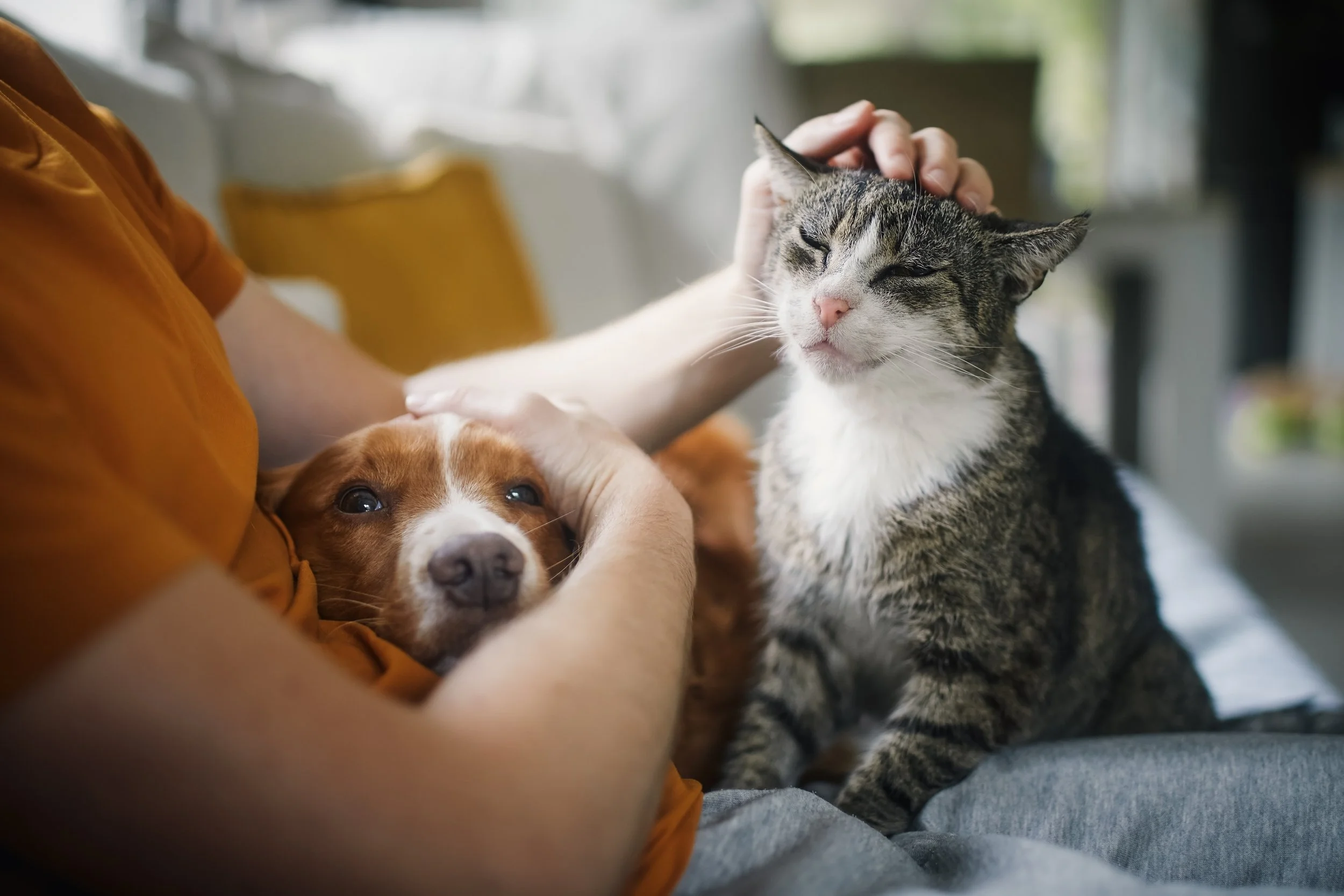 Perro y gato descansando en casa